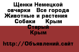 Щенки Немецкой овчарки - Все города Животные и растения » Собаки   . Крым,Старый Крым